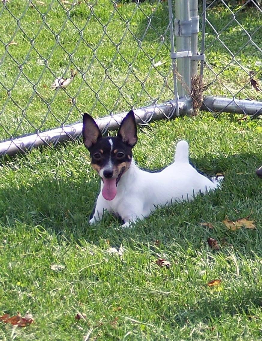 Toy Fox Terrier Health Survey Part 1 (Individual Dog Survey) Take